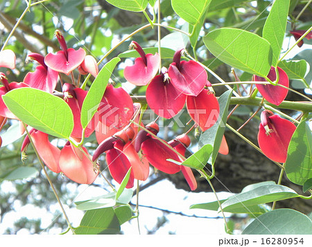 夏の花にぴったり 情熱の赤い花アメリカデイゴの花 の写真素材