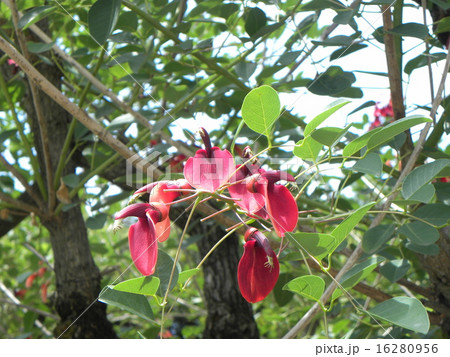 夏の花にぴったり。情熱の赤い花アメリカデイゴの花 夏の花にぴったり。情熱の赤い花アメリカデイゴの花 16280956