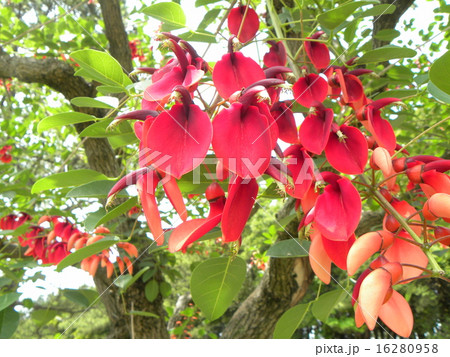 夏の花にぴったり 情熱の赤い花アメリカデイゴの花の写真素材