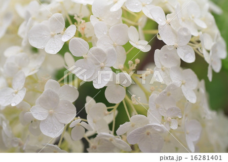 アジサイ アナベルの花 アジサイ アナベルの花 16281401