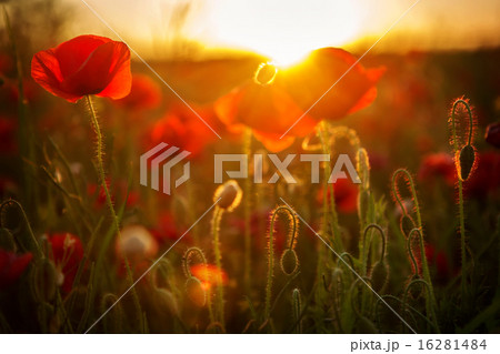 Poppies at sunset Poppies at sunset 16281484