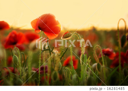Poppies at sunset 16281485