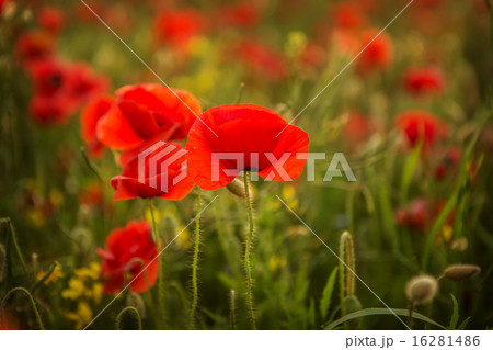 Poppies at sunset 16281486