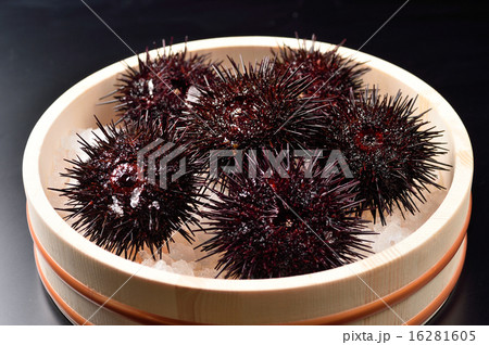 うに うに 16281605