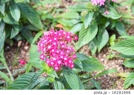 ペンタスの花 ペンタスの花 16281666