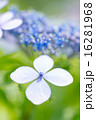 紫陽花 16281968