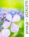 紫陽花 16281970