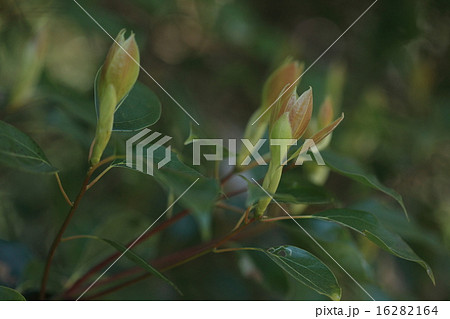 自然　植物　ヤブニッケイ、三月に赤みをおび艶やかな若葉が一斉に芽吹きます① 16282164