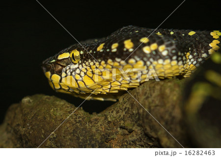 Oriental whip snake, green viper 16282463