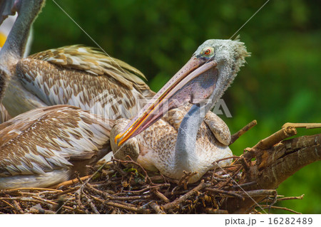 Portrait of sitting Pelicans in Singapore Zoo 16282489