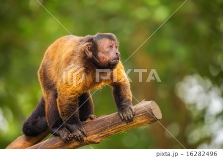 Brown capuchin monkey among the trees. 16282496