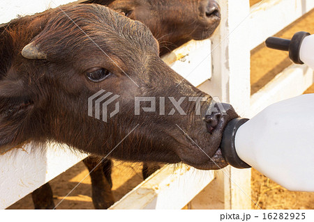 Feeding a baby of murrah buffaloes from bottle 16282925
