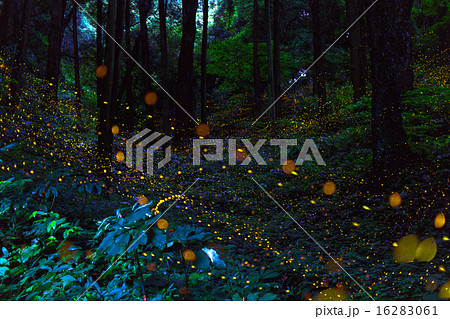 ヒメボタル 16283061