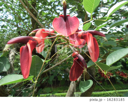 夏の花にぴったり 情熱の赤い花アメリカデイゴの花 の写真素材