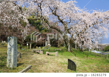 京都　岩屋寺の枝垂れ桜 16283279
