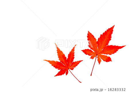 モミジ モミジ 16283332