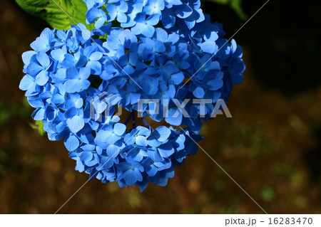 紫陽花 16283470