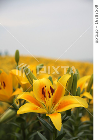 黄色の百合の花 黄色の百合の花 16283509