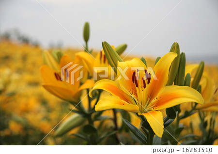 黄色の百合の花 黄色の百合の花 16283510
