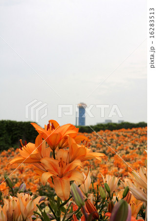 百合とごみ処理工場の煙突 16283513