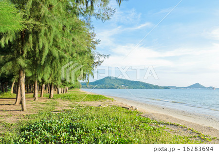Tropical beach with tree array Tropical beach with tree array 16283694