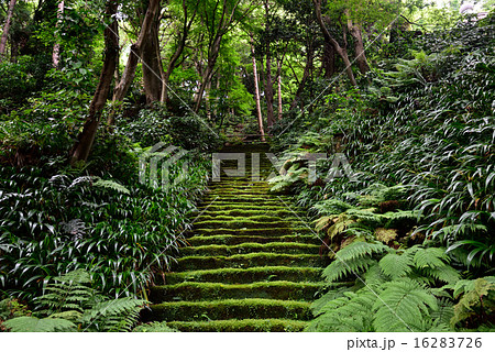 妙法寺　苔の階段 16283726