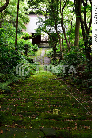 妙法寺　苔の階段 16283727
