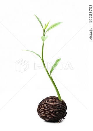New life of suicide tree plant in white background 16283733