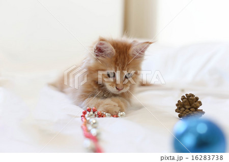 Cat Maine Coon kitten looking at a toy 16283738
