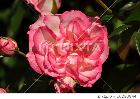 いっぱいに開いたニコール いっぱいに開いたニコール 16283944