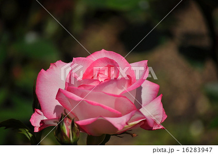 満開のニコール 16283947