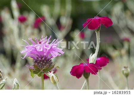 水仙翁とワイルドベルガモット 水仙翁とワイルドベルガモット 16283955