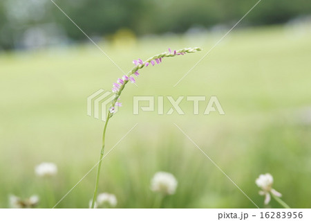 ネジバナ(スピランセス) ネジバナ(スピランセス) 16283956