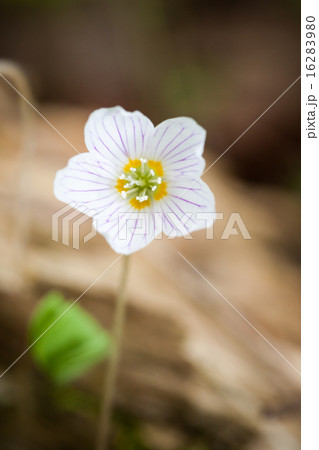Small wood sorrel flower 16283980