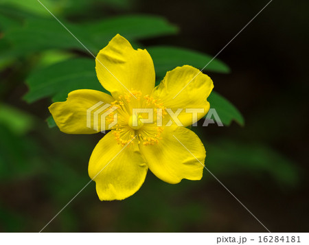 鮮やかな黄色の大輪金糸梅 16284181