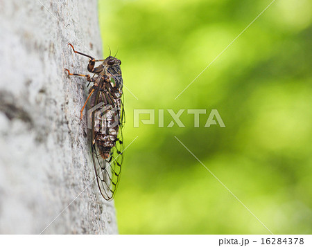 エゾハルゼミ エゾハルゼミ 16284378