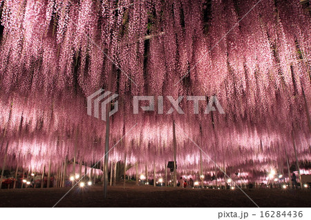 あしかがフラワーパーク：大藤のライトアップ 16284436