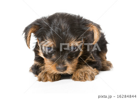 Little Yorkshire Terrier puppy 16284844