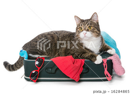 Grey cat lay on a suitcase 16284865