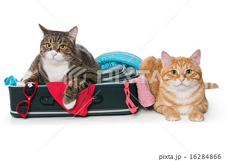Two striped cat lying with a suitcase 16284866