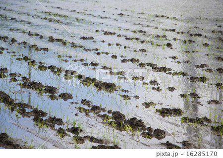 田植え作業 16285170