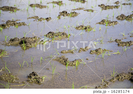 田植え作業 16285174