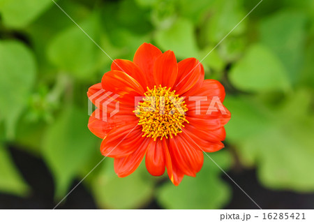 close up of zinnia flower head close up of zinnia flower head 16285421