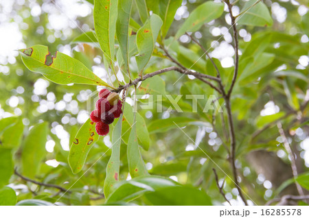山桃の実 16285578