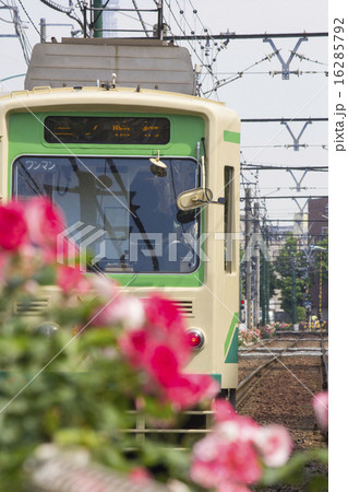 都電荒川線と花 16285792