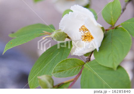 沙羅双樹の花の写真素材