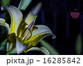 ゆりの花 16285842