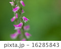 ネジバナ 16285843