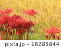 彼岸花と稲穂 16285844