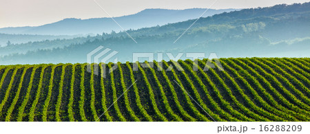 Panorama of furrows with sprouts in rolling ploughed fields 16288209